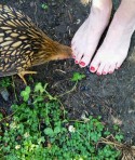 Nancie's toes delight in farm visit Nancie's toes delight in farm visit